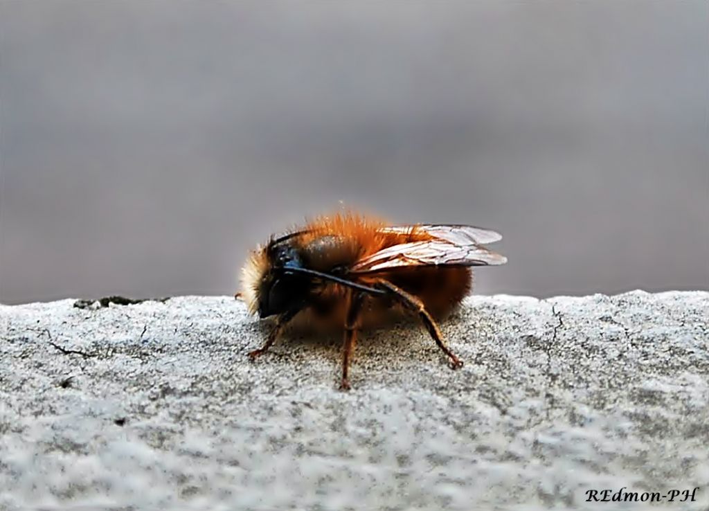 Andrena fulva ? No, Osmia rufa, Apidae